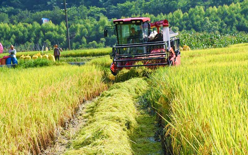 田林：千亩水稻丰收 满田尽披“黄金甲”