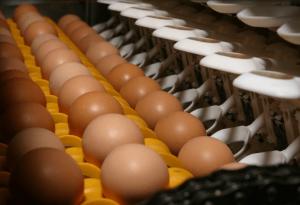 测量黄天鹅蛋蛋壳的光泽度，选用光泽度仪！