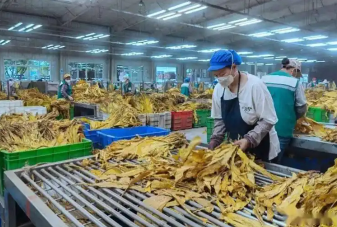 烤烟分级的定级规则&mdash;&mdash;-YC/T 483-2013